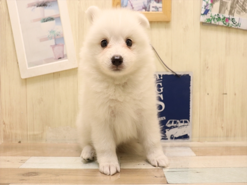 愛知県の日本スピッツ (ワンラブ名古屋守山インター総本店/2025年7月6日生まれ/女の子/ホワイト)の子犬の2枚目の画像