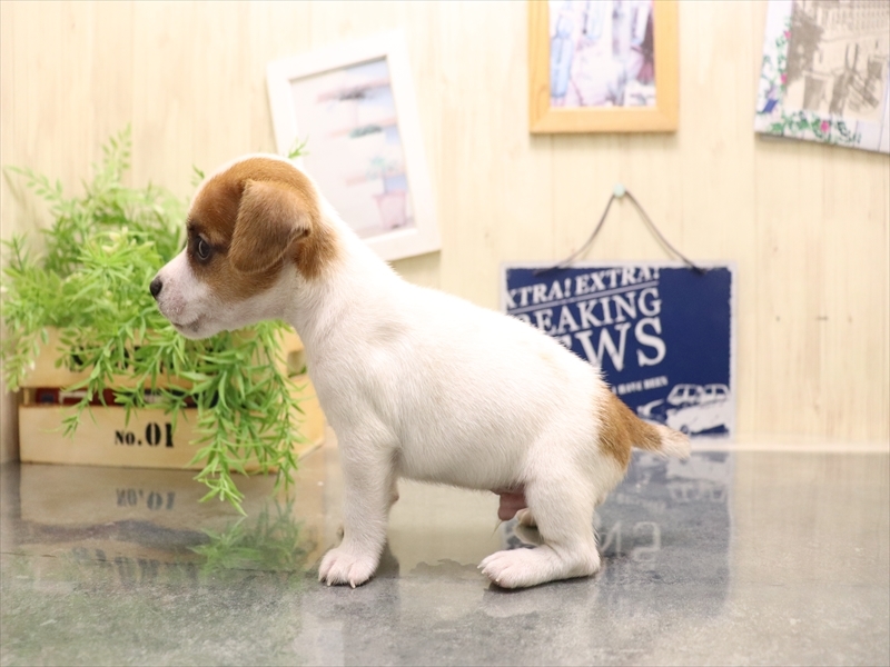 和歌山県のジャックラッセルテリア (ワンラブイズミヤ和歌山店/2025年7月7日生まれ/男の子/ホワイトタン)の子犬の3枚目の画像