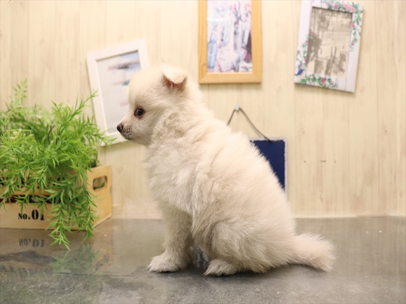 愛知県のポメラニアン (ワンラブ名古屋守山インター総本店/2025年7月8日生まれ/女の子/クリーム)の子犬の3枚目の画像