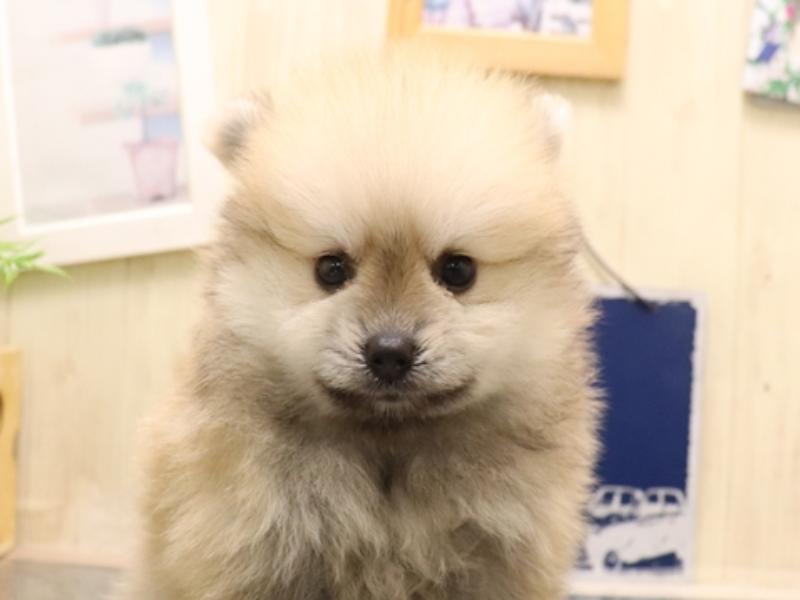 愛知県のポメラニアン (ワンラブ名古屋守山インター総本店/2025年7月8日生まれ/男の子/オレンジセーブル)の子犬の1枚目の画像