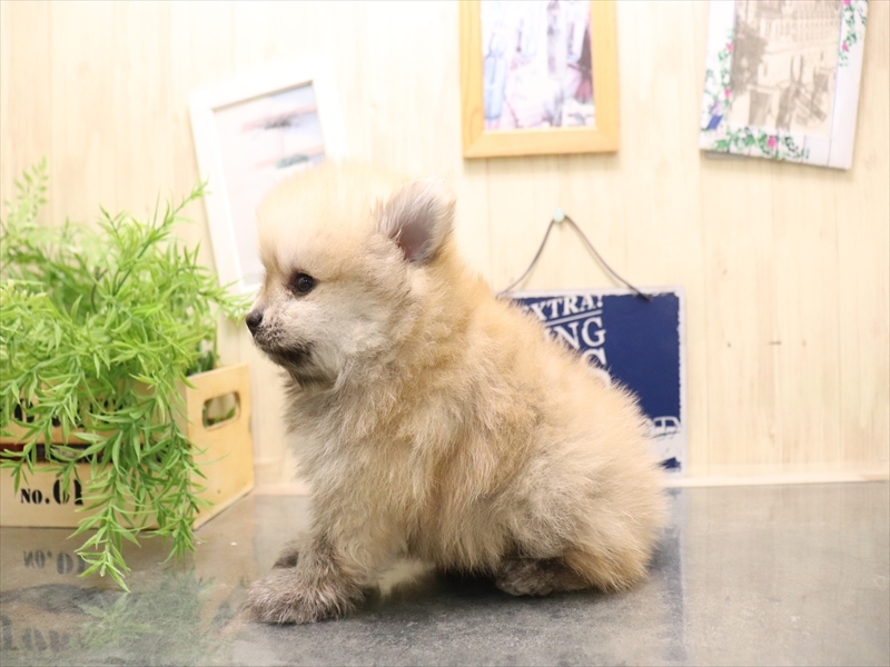 愛知県のポメラニアン (ワンラブ名古屋守山インター総本店/2025年7月8日生まれ/男の子/オレンジセーブル)の子犬の3枚目の画像