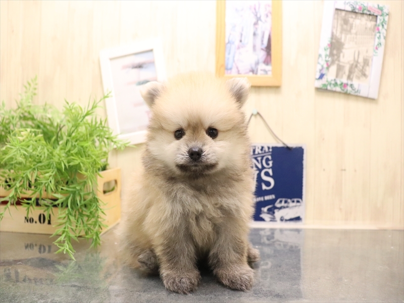 愛知県のポメラニアン (ワンラブ名古屋守山インター総本店/2025年7月8日生まれ/男の子/オレンジセーブル)の子犬の2枚目の画像