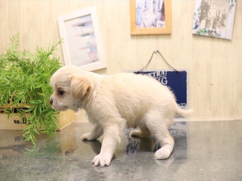 愛知県のチワワ(ロング) (ワンラブ名古屋守山インター総本店/2025年7月7日生まれ/男の子/クリーム)の子犬の3枚目の画像