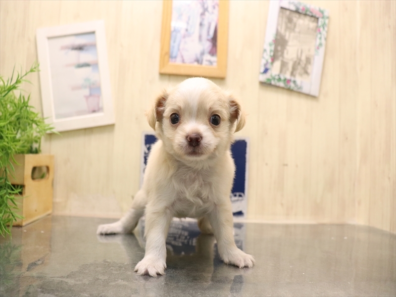 愛知県のチワワ(ロング) (ワンラブ名古屋守山インター総本店/2025年7月7日生まれ/男の子/クリーム)の子犬の2枚目の画像