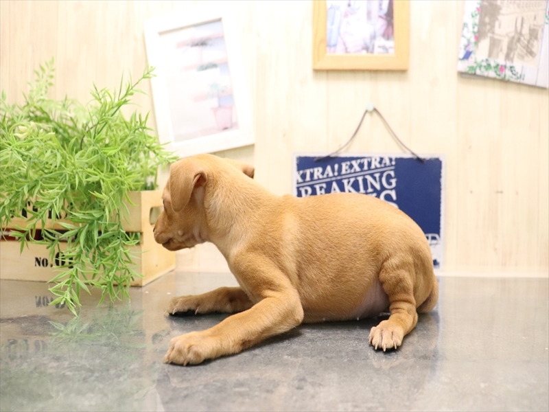 京都府のミニチュアピンシャー (ワンラブMOMOテラス店/2025年7月8日生まれ/女の子/レッド)の子犬の3枚目の画像