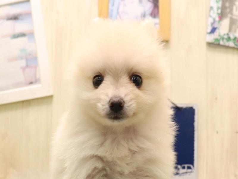 福岡県のポメラニアン (ワンラブ福岡総本店/2025年7月6日生まれ/女の子/クリーム)の子犬の1枚目の画像