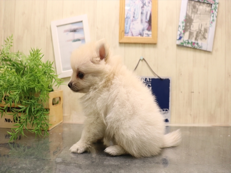 福岡県のポメラニアン (ワンラブ福岡総本店/2025年7月6日生まれ/女の子/クリーム)の子犬の3枚目の画像