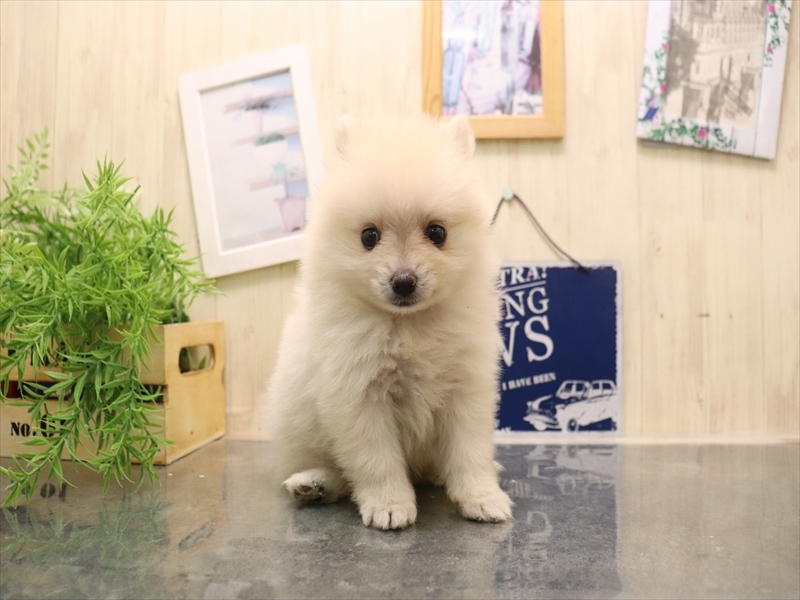 福岡県のポメラニアン (ワンラブ福岡総本店/2025年7月6日生まれ/女の子/クリーム)の子犬の2枚目の画像