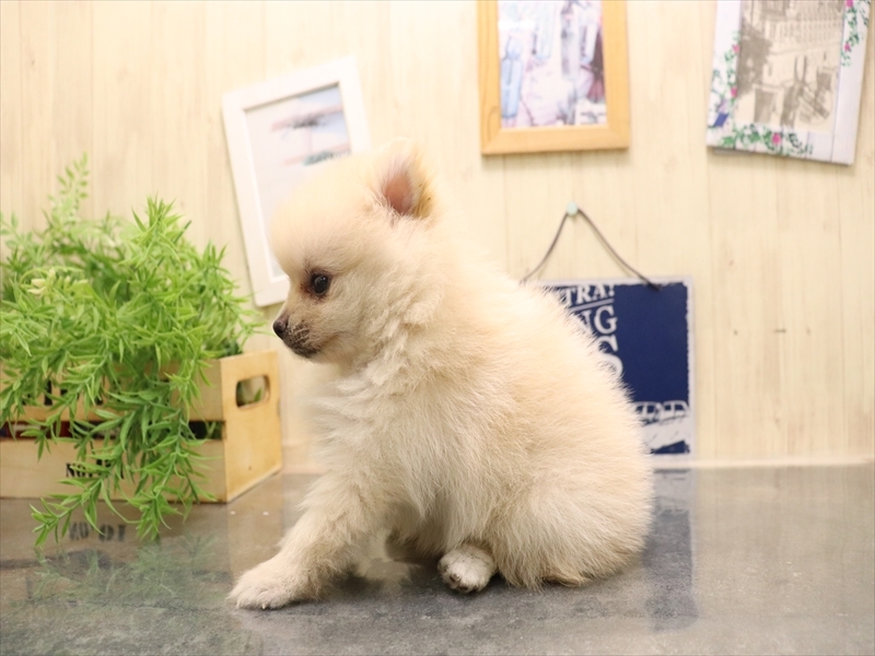 佐賀県のポメラニアン (ワンラブゆめタウン佐賀店/2025年7月6日生まれ/女の子/クリーム)の子犬の3枚目の画像