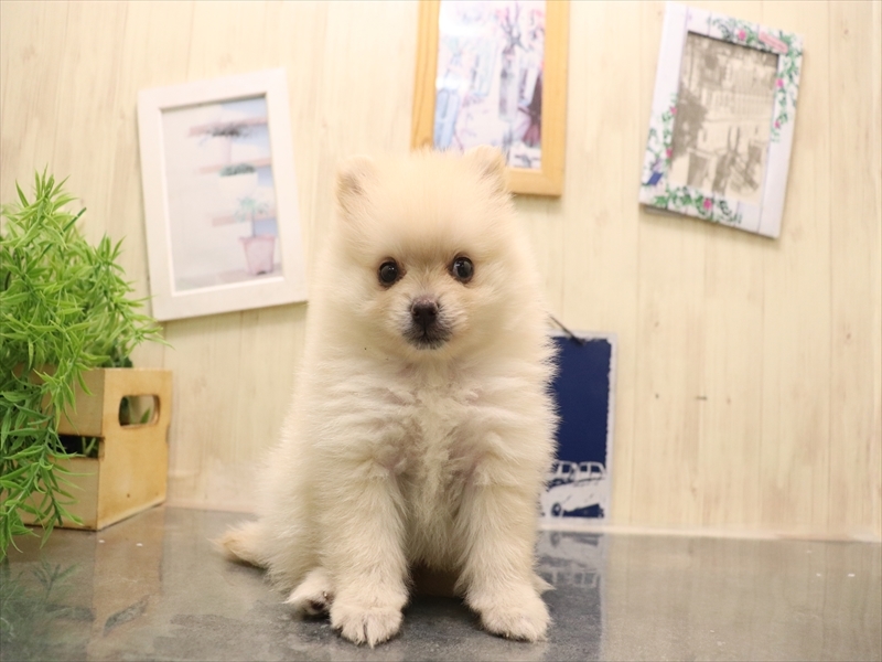佐賀県のポメラニアン (ワンラブゆめタウン佐賀店/2025年7月6日生まれ/女の子/クリーム)の子犬の2枚目の画像