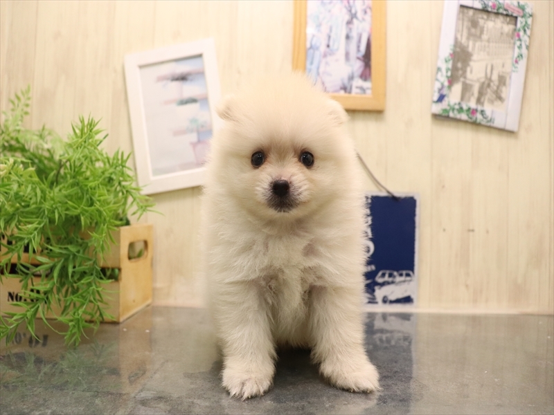福岡県のポメラニアン (ワンラブ福岡総本店/2025年7月6日生まれ/男の子/クリーム)の子犬の2枚目の画像