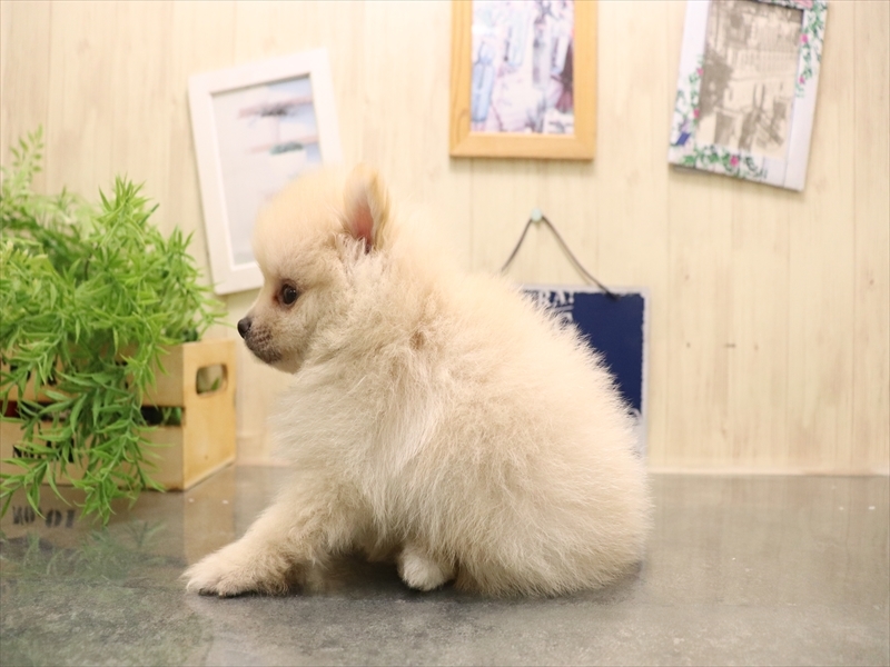 福岡県のポメラニアン (ワンラブ福岡総本店/2025年7月6日生まれ/男の子/クリーム)の子犬の3枚目の画像