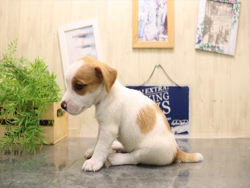 愛知県のジャックラッセルテリア (ワンラブ名古屋守山インター総本店/2025年7月8日生まれ/男の子/ホワイトタン)の子犬の3枚目の画像