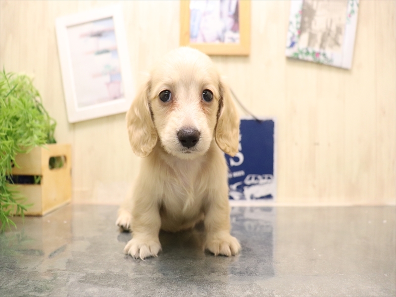 愛知県のミニチュアダックスフンド(ロング) (ワンラブ名古屋守山インター総本店/2025年7月8日生まれ/男の子/イエロー)の子犬の2枚目の画像