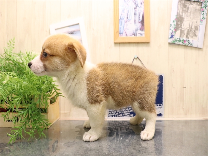 愛知県のウェルシュコーギーペンブローク (ワンラブ名古屋守山インター総本店/2025年7月8日生まれ/女の子/レッドホワイト)の子犬の3枚目の画像