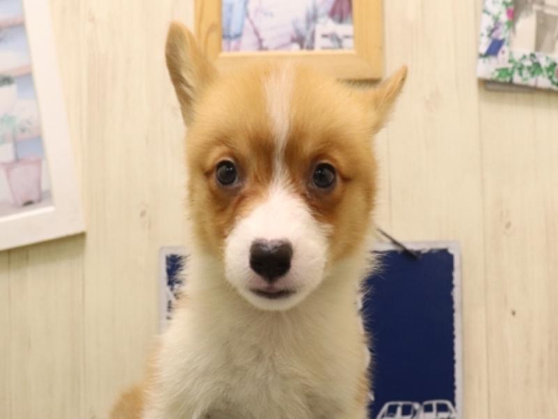 愛知県のウェルシュコーギーペンブローク (ワンラブ名古屋守山インター総本店/2025年7月8日生まれ/男の子/レッドホワイト)の子犬の1枚目の画像