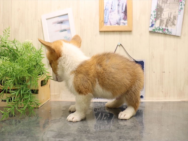 愛知県のウェルシュコーギーペンブローク (ワンラブ名古屋守山インター総本店/2025年7月8日生まれ/男の子/レッドホワイト)の子犬の3枚目の画像