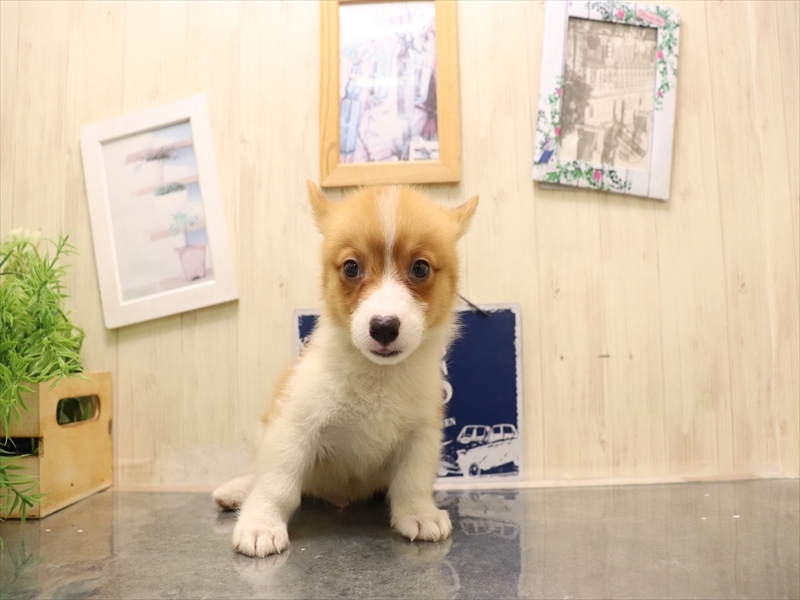 愛知県のウェルシュコーギーペンブローク (ワンラブ名古屋守山インター総本店/2025年7月8日生まれ/男の子/レッドホワイト)の子犬の2枚目の画像