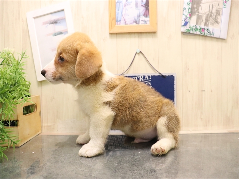 愛知県のウェルシュコーギーペンブローク (ワンラブ名古屋守山インター総本店/2025年7月8日生まれ/男の子/レッドホワイト)の子犬の3枚目の画像