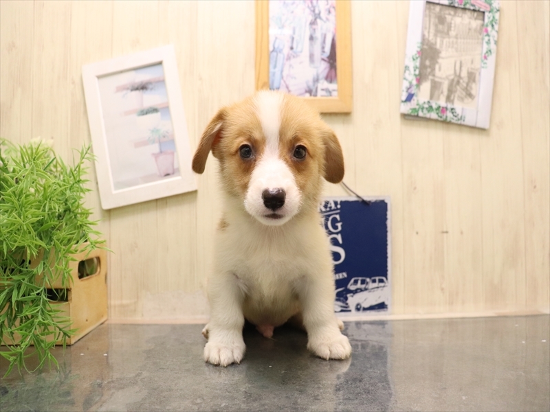 愛知県のウェルシュコーギーペンブローク (ワンラブ名古屋守山インター総本店/2025年7月8日生まれ/男の子/レッドホワイト)の子犬の2枚目の画像