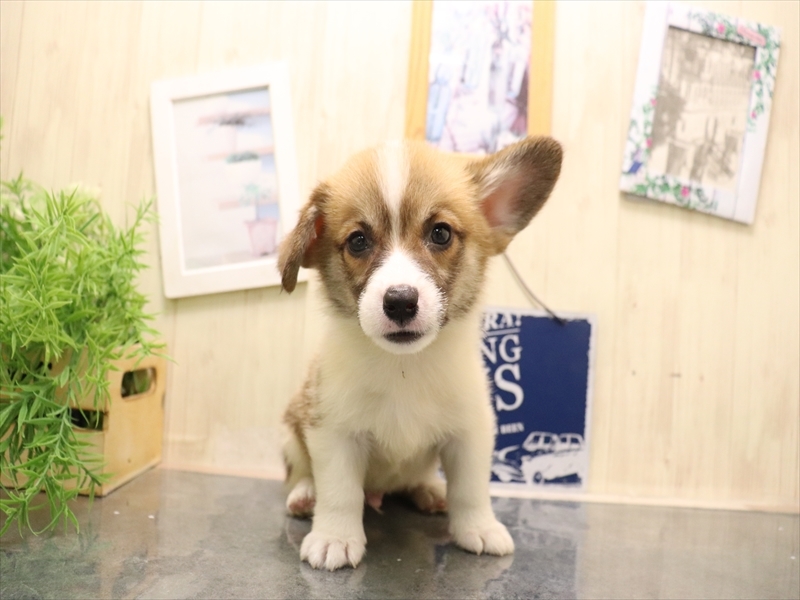 愛知県のウェルシュコーギーペンブローク (ワンラブ名古屋守山インター総本店/2025年7月8日生まれ/男の子/レッドホワイト)の子犬の2枚目の画像