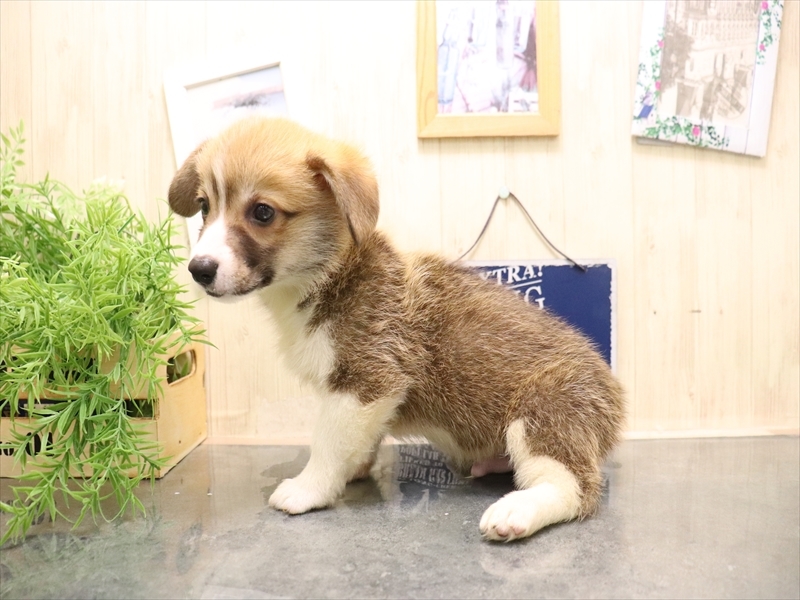 愛知県のウェルシュコーギーペンブローク (ワンラブ名古屋守山インター総本店/2025年7月8日生まれ/男の子/レッドホワイト)の子犬の3枚目の画像