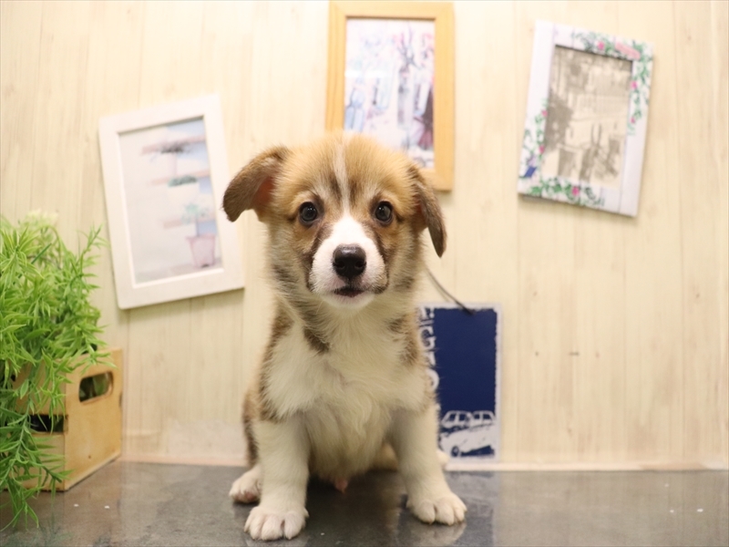 愛知県のウェルシュコーギーペンブローク (ワンラブ名古屋守山インター総本店/2025年7月8日生まれ/男の子/レッドホワイト)の子犬の2枚目の画像