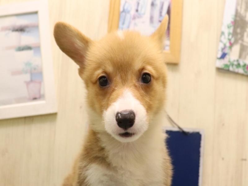 愛知県のウェルシュコーギーペンブローク (ワンラブ名古屋守山インター総本店/2025年7月8日生まれ/男の子/レッドホワイト)の子犬の1枚目の画像