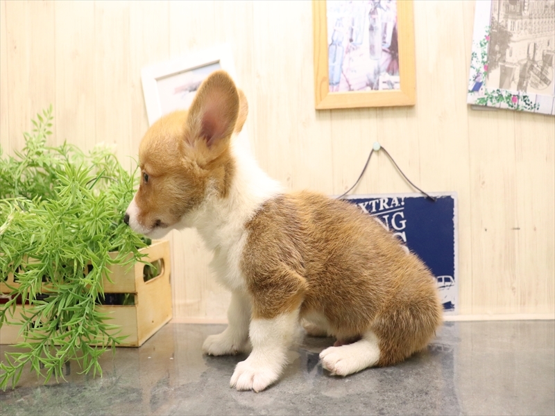 愛知県のウェルシュコーギーペンブローク (ワンラブ名古屋守山インター総本店/2025年7月8日生まれ/男の子/レッドホワイト)の子犬の3枚目の画像