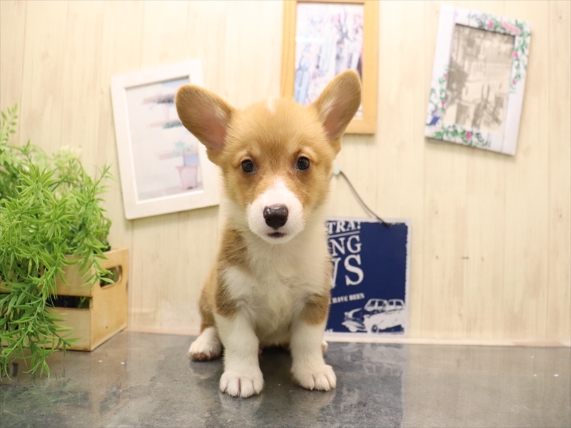 愛知県のウェルシュコーギーペンブローク (ワンラブ名古屋守山インター総本店/2025年7月8日生まれ/男の子/レッドホワイト)の子犬の2枚目の画像
