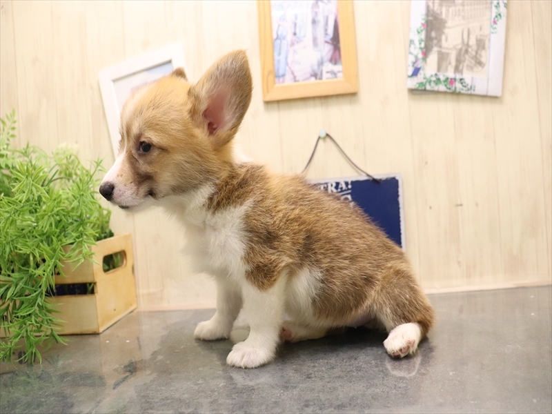 愛知県のウェルシュコーギーペンブローク (ワンラブ名古屋守山インター総本店/2025年7月7日生まれ/女の子/レッドホワイト)の子犬の3枚目の画像