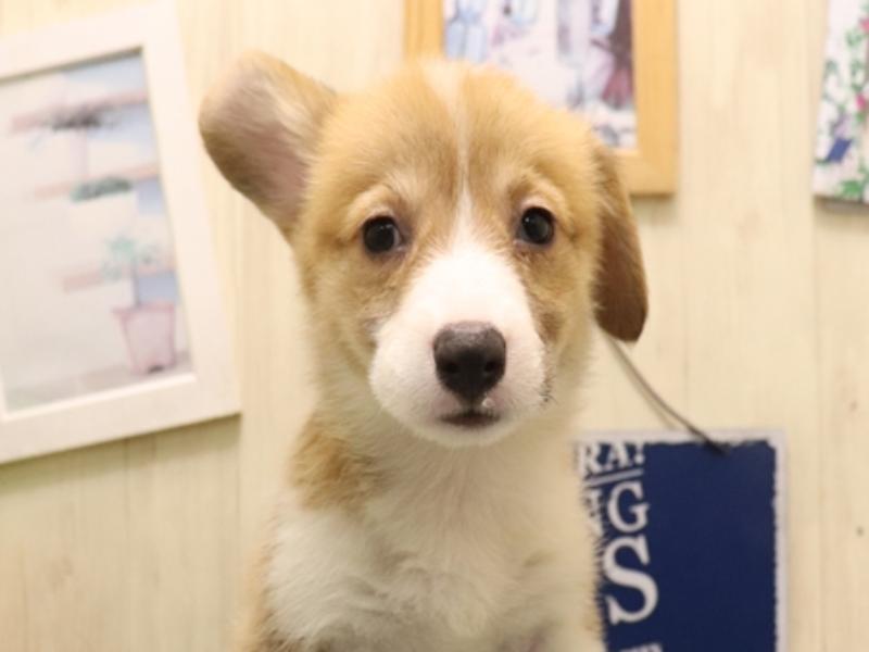 愛知県のウェルシュコーギーペンブローク (ワンラブ名古屋守山インター総本店/2025年7月7日生まれ/女の子/レッドホワイト)の子犬の1枚目の画像