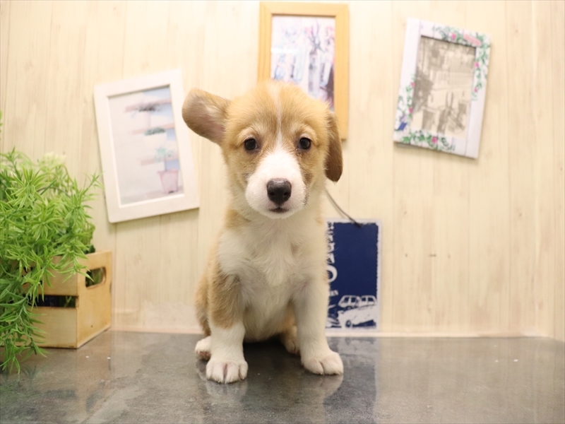 愛知県のウェルシュコーギーペンブローク (ワンラブ名古屋守山インター総本店/2025年7月7日生まれ/女の子/レッドホワイト)の子犬の2枚目の画像