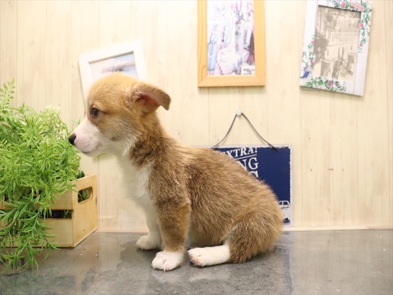 愛知県のウェルシュコーギーペンブローク (ワンラブ名古屋守山インター総本店/2025年7月7日生まれ/女の子/レッドホワイト)の子犬の3枚目の画像