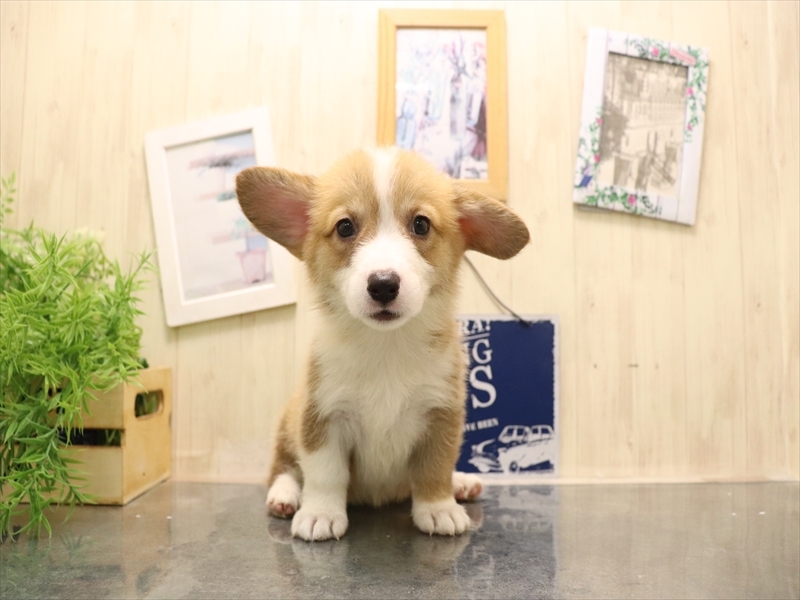 愛知県のウェルシュコーギーペンブローク (ワンラブ名古屋守山インター総本店/2025年7月7日生まれ/女の子/レッドホワイト)の子犬の2枚目の画像