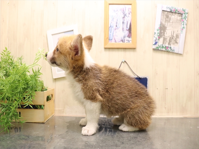 愛知県のウェルシュコーギーペンブローク (ワンラブ名古屋守山インター総本店/2025年7月7日生まれ/女の子/レッドホワイト)の子犬の3枚目の画像