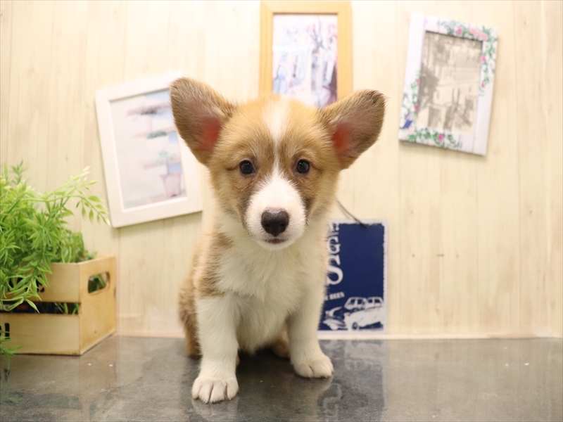 愛知県のウェルシュコーギーペンブローク (ワンラブ名古屋守山インター総本店/2025年7月7日生まれ/女の子/レッドホワイト)の子犬の2枚目の画像