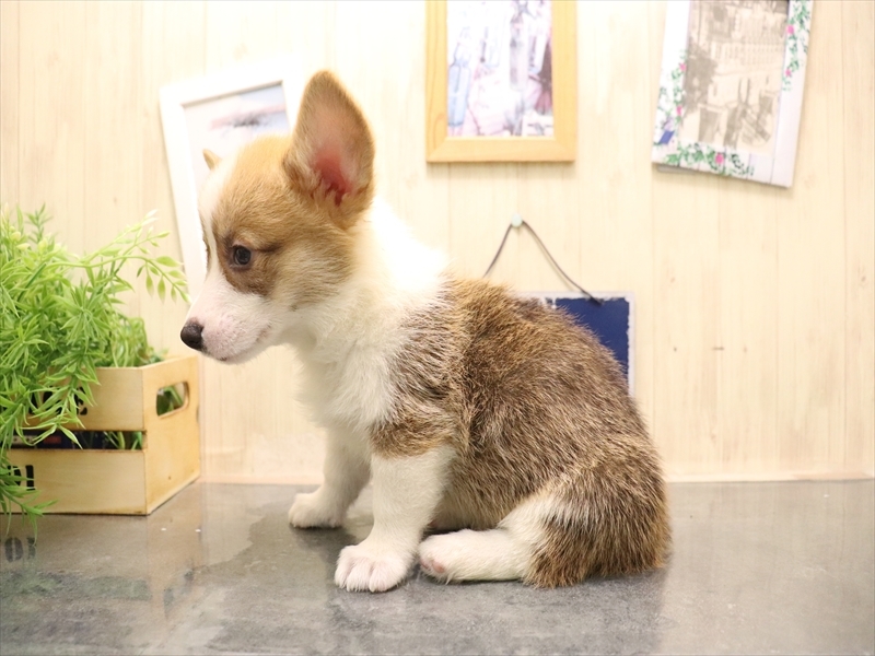 愛知県のウェルシュコーギーペンブローク (ワンラブ名古屋守山インター総本店/2025年7月7日生まれ/男の子/レッドホワイト)の子犬の3枚目の画像