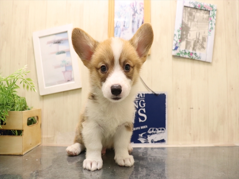 愛知県のウェルシュコーギーペンブローク (ワンラブ名古屋守山インター総本店/2025年7月7日生まれ/男の子/レッドホワイト)の子犬の2枚目の画像