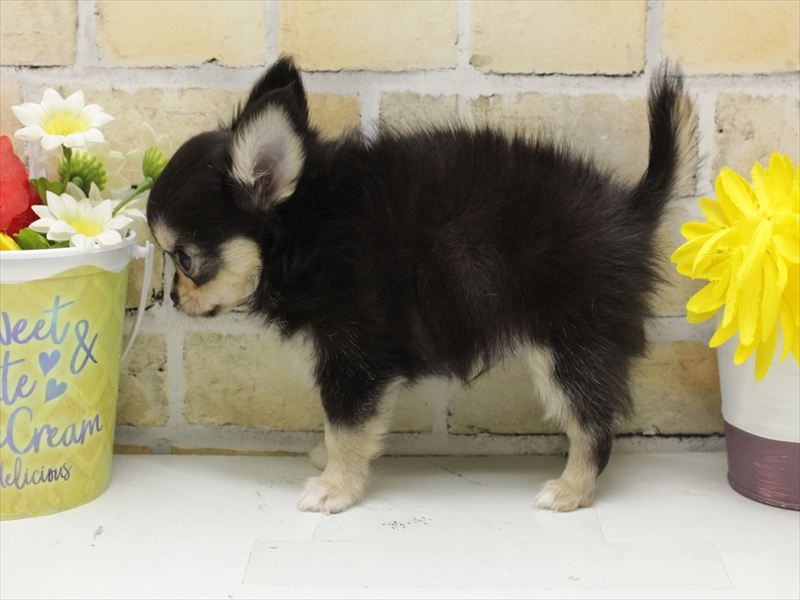 山口県のチワワ(ロング) (ワンラブおのだサンパーク店/2025年7月7日生まれ/男の子/ブラックタン)の子犬の2枚目の画像