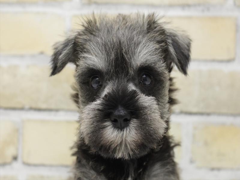 福岡県のミニチュアシュナウザー (ワンラブ福岡総本店/2025年7月7日生まれ/女の子/ソルトペッパー)の子犬の1枚目の画像