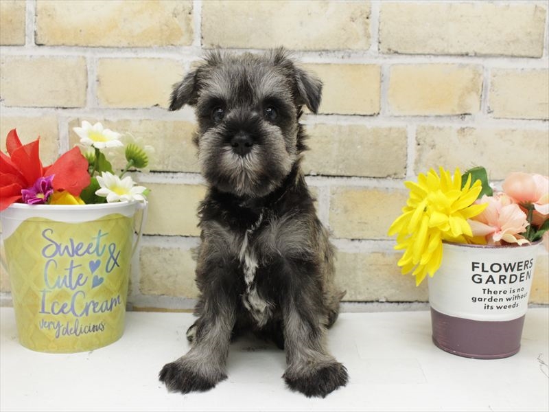 福岡県のミニチュアシュナウザー (ワンラブ福岡総本店/2025年7月7日生まれ/女の子/ソルトペッパー)の子犬の3枚目の画像