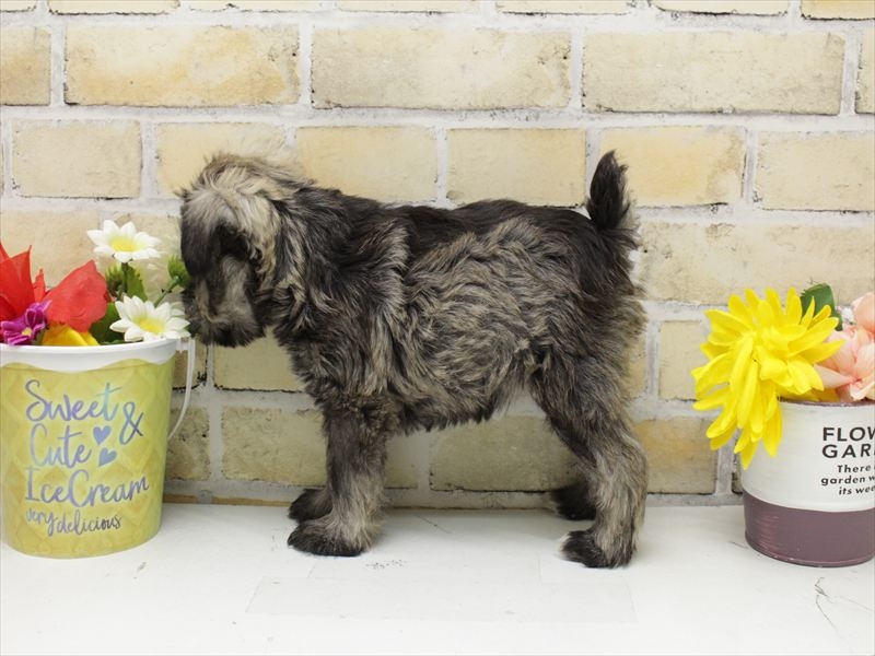 福岡県のミニチュアシュナウザー (ワンラブ福岡総本店/2025年7月7日生まれ/女の子/ソルトペッパー)の子犬の2枚目の画像