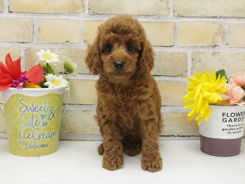 福岡県のトイプードル(トイ) (ワンラブ福岡総本店/2025年7月5日生まれ/男の子/レッド)の子犬の3枚目の画像