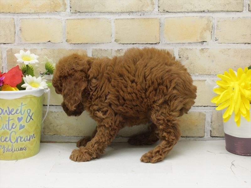 福岡県のトイプードル(トイ) (ワンラブ福岡総本店/2025年7月5日生まれ/男の子/レッド)の子犬の2枚目の画像