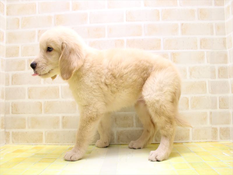 千葉県のゴールデンレトリバー (ワンラブユニモちはら台店/2025年7月8日生まれ/女の子/ゴールデン)の子犬の3枚目の画像