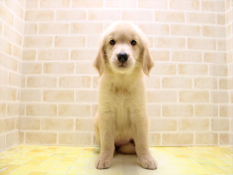 千葉県のゴールデンレトリバー (ワンラブユニモちはら台店/2025年7月8日生まれ/女の子/ゴールデン)の子犬の2枚目の画像