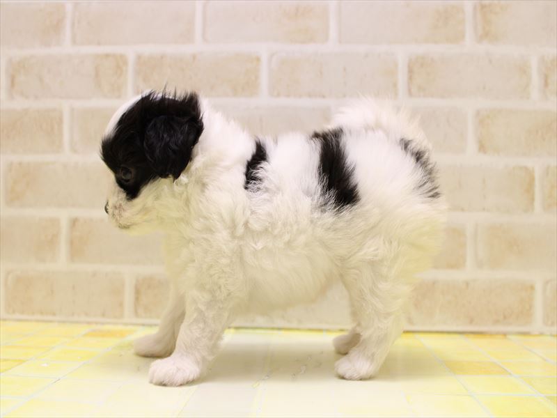 東京都のハーフ犬・ミックス犬 (ワンラブカインズ町田多摩境店/2025年7月12日生まれ/女の子/ブラックホワイト)の子犬の3枚目の画像