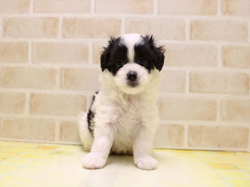 東京都のハーフ犬・ミックス犬 (ワンラブカインズ町田多摩境店/2025年7月12日生まれ/女の子/ブラックホワイト)の子犬の2枚目の画像