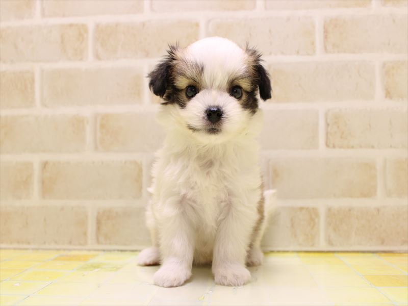神奈川県のハーフ犬・ミックス犬 (ワンラブカインズ相模原愛川インター店/2025年7月12日生まれ/女の子/ブラウンホワイト)の子犬の3枚目の画像